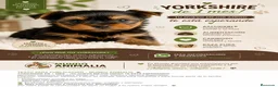Yorkshire Terrier perros en venta: YORKSHIRE TERRIER TOY EXCLUSIVO - Anuncio 2