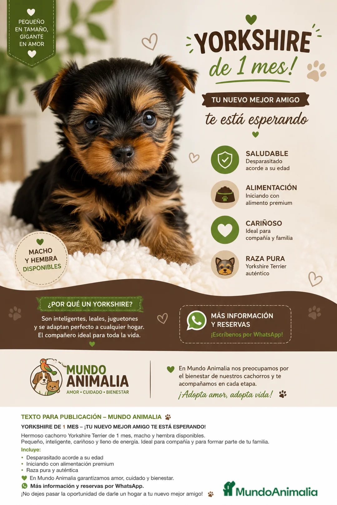 Yorkshire Terrier perros en venta: YORKSHIRE TERRIER TOY EXCLUSIVO - Anuncio 2