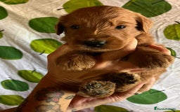 Goldendoodle perros en venta: Goldendoodle  - Imagen 1