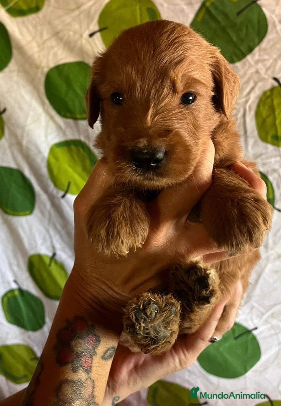 Goldendoodle perros en venta: Goldendoodle  - Imagen 1