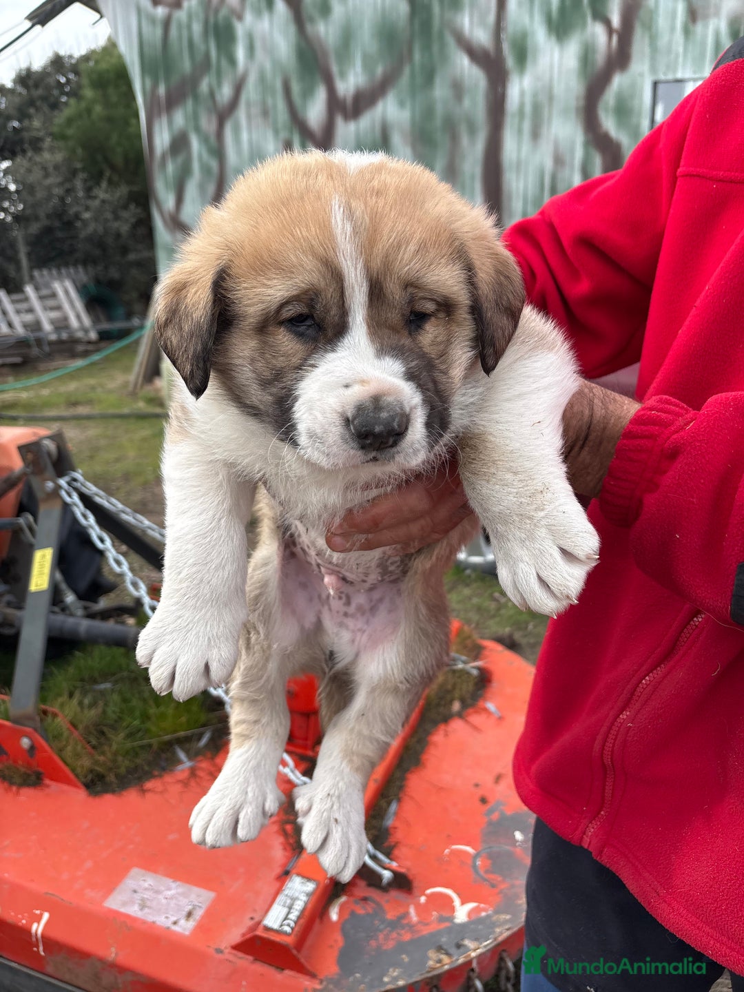 Mastín Español perros en venta: Mastín Español cachorro macho  - Anuncio 8