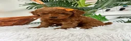 Caniche Toy perros en venta: CANCIHE ROJO - Anuncio 29