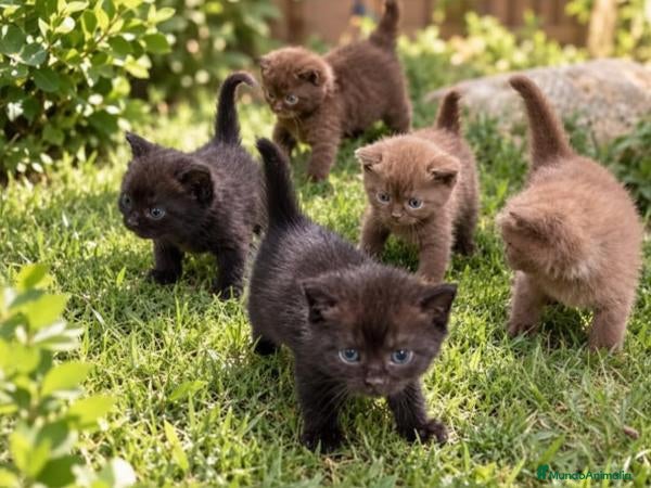 Británico de Pelo Corto gatos 🐱 GATITOS BRITISH SHORTHAIR – OLIMPO DE ZEUS - Anuncio 1