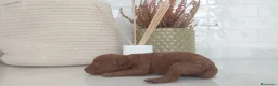 Raza Mixta perros en venta: Caniche machos  - Anuncio 4