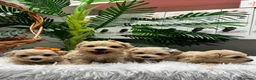 Maltipoo perros en venta: MALTIPOO 💙- LISTOS PARA ENTREGAR  - Anuncio 5