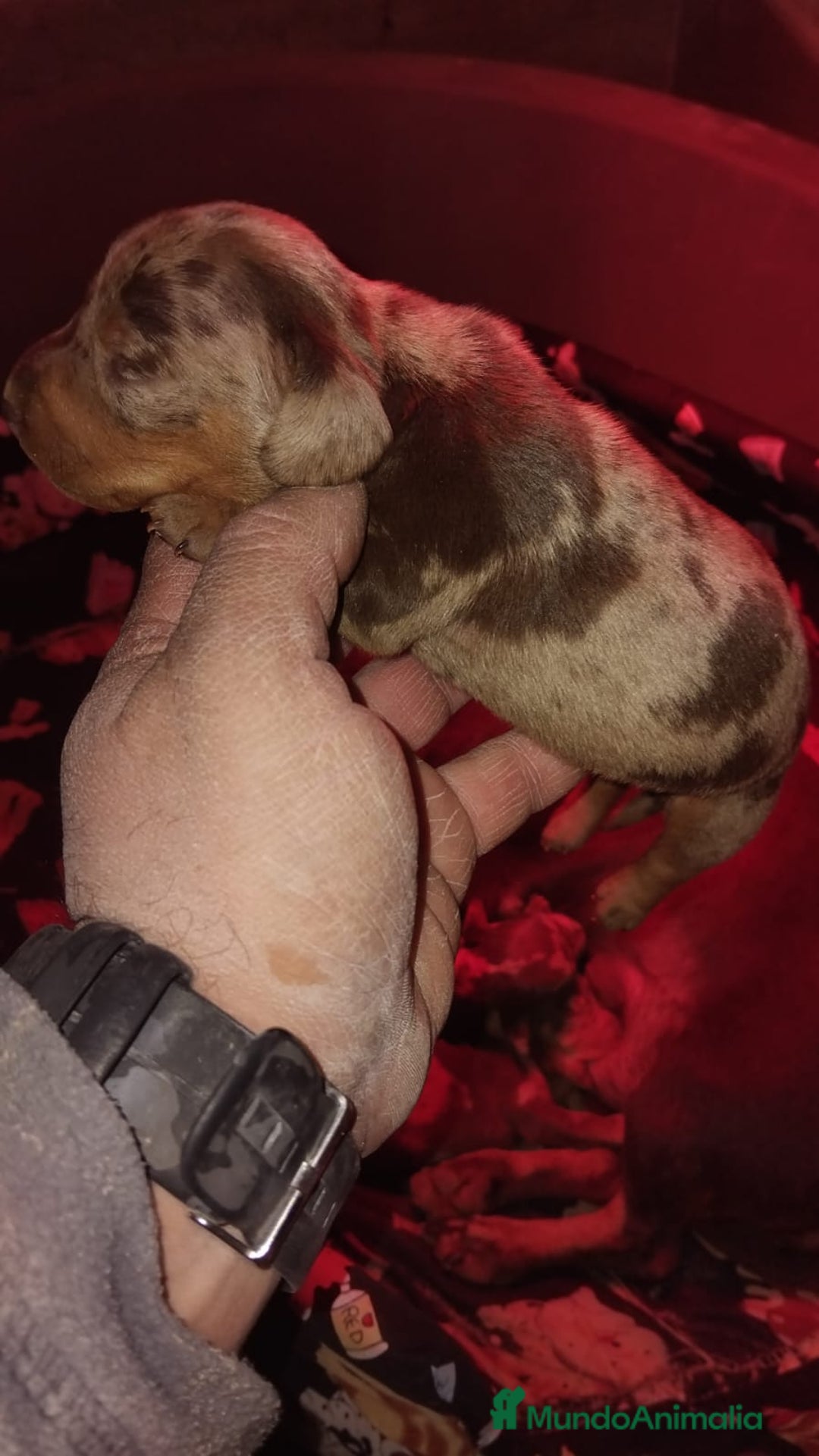 Teckel Miniatura perros en venta: Hembras teckel arlequín choco kaninchen - Anuncio 3