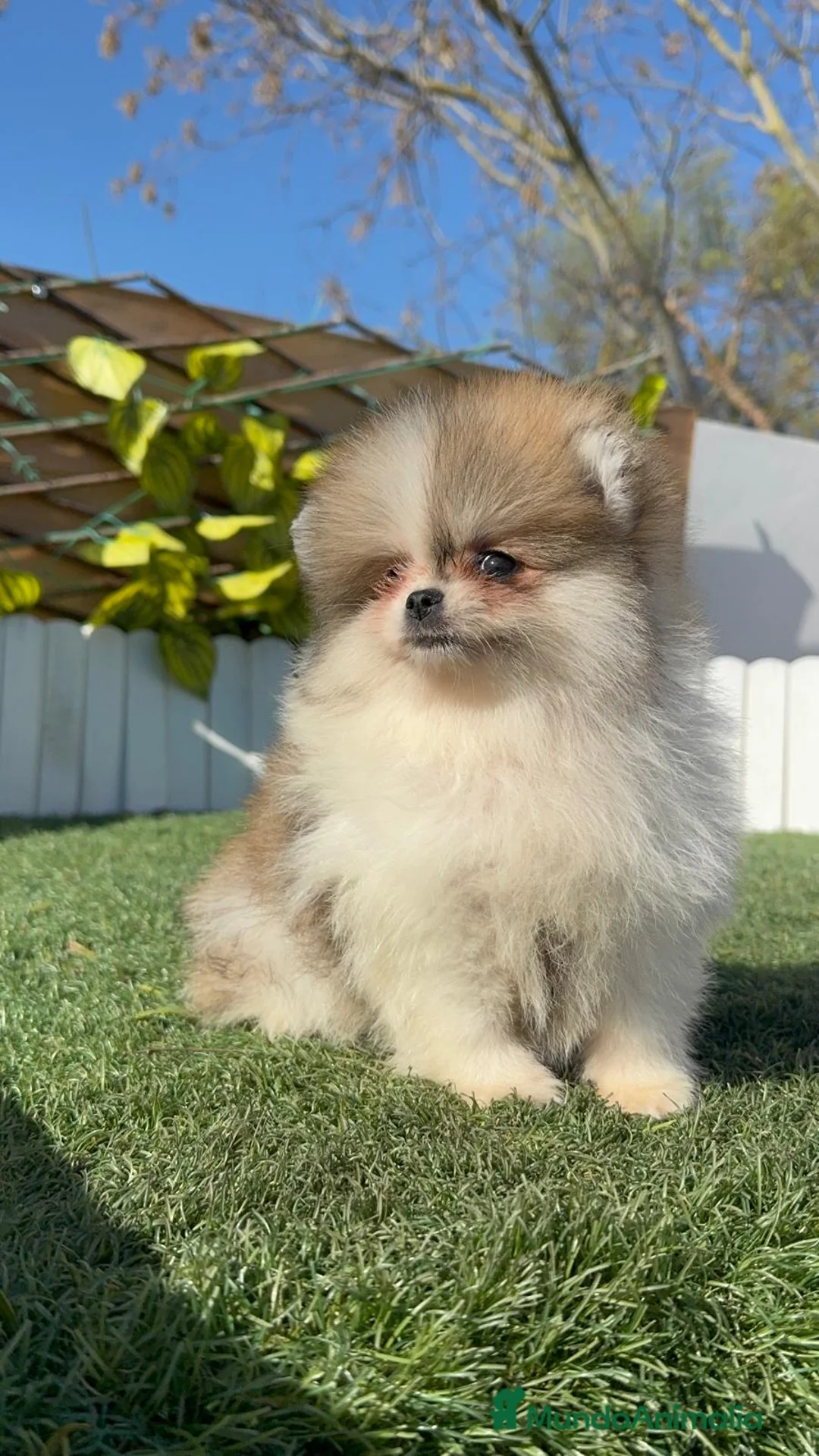 Pomerania perros en venta: POMERANIA HEMBRA - Anuncio 2