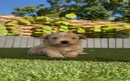 Maltipoo perros en venta: MALTIPOO MACHO - Imagen 20