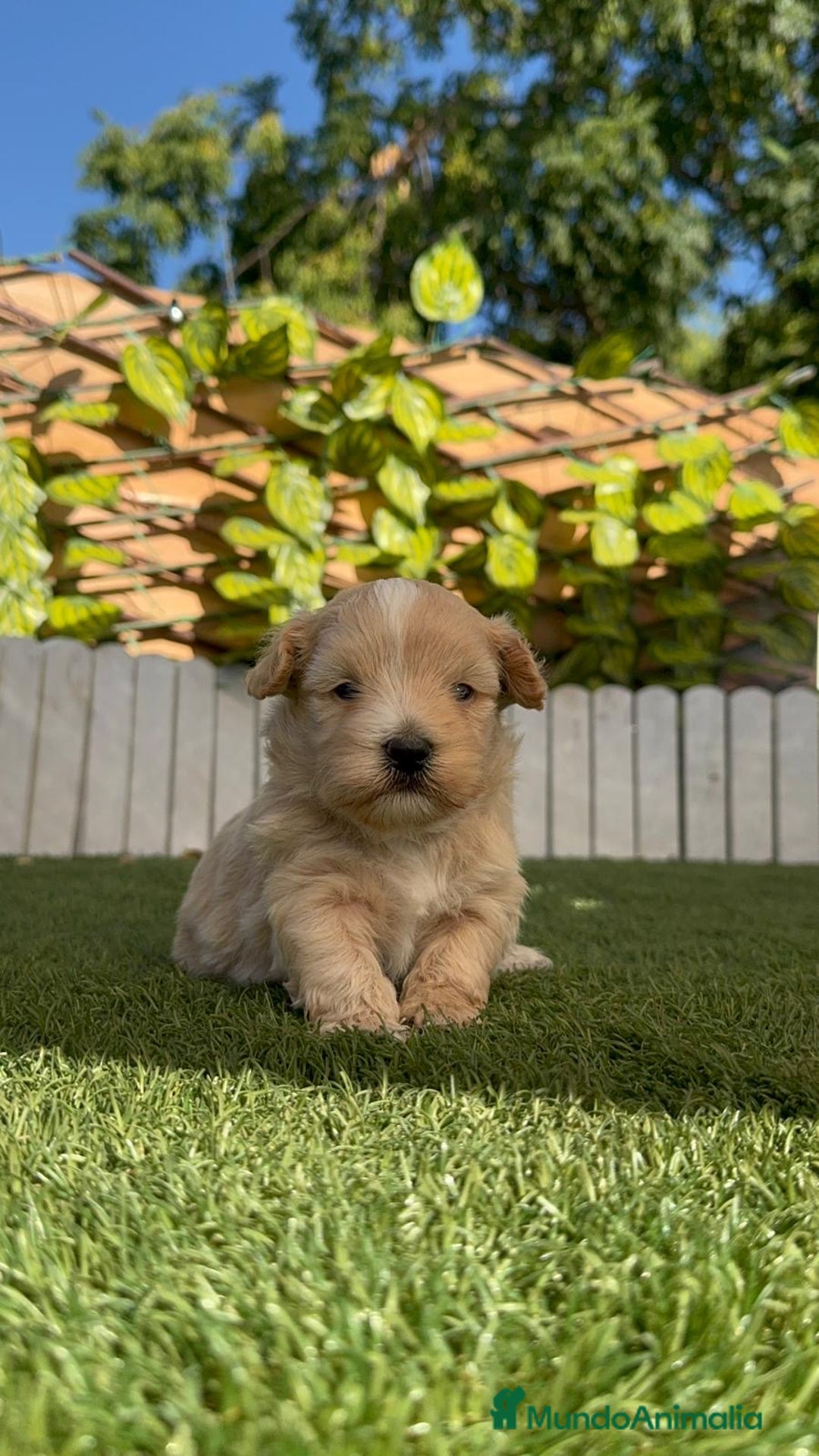 Maltipoo perros en venta: MALTIPOO MACHO - Imagen 20