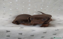 Teckel Miniatura perros en venta: Teckel Kanichen chocolate y mini pielbad  - Imagen 3