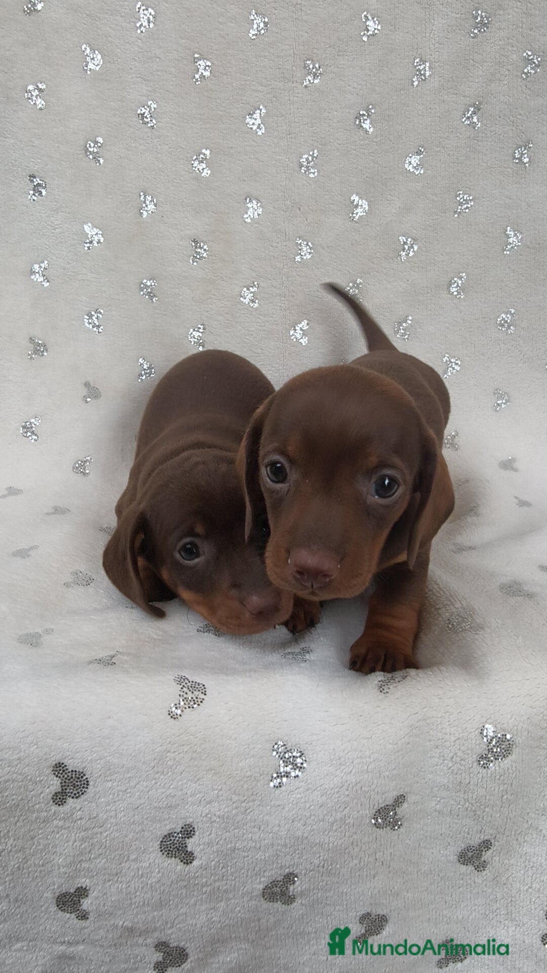 Teckel Miniatura perros en venta: Teckel Kanichen chocolate y mini pielbad  - Imagen 3