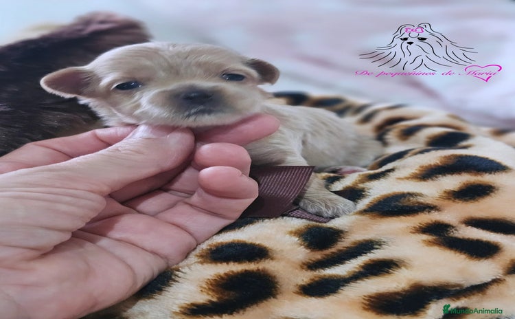 Maltipoo perros - Anuncio 1