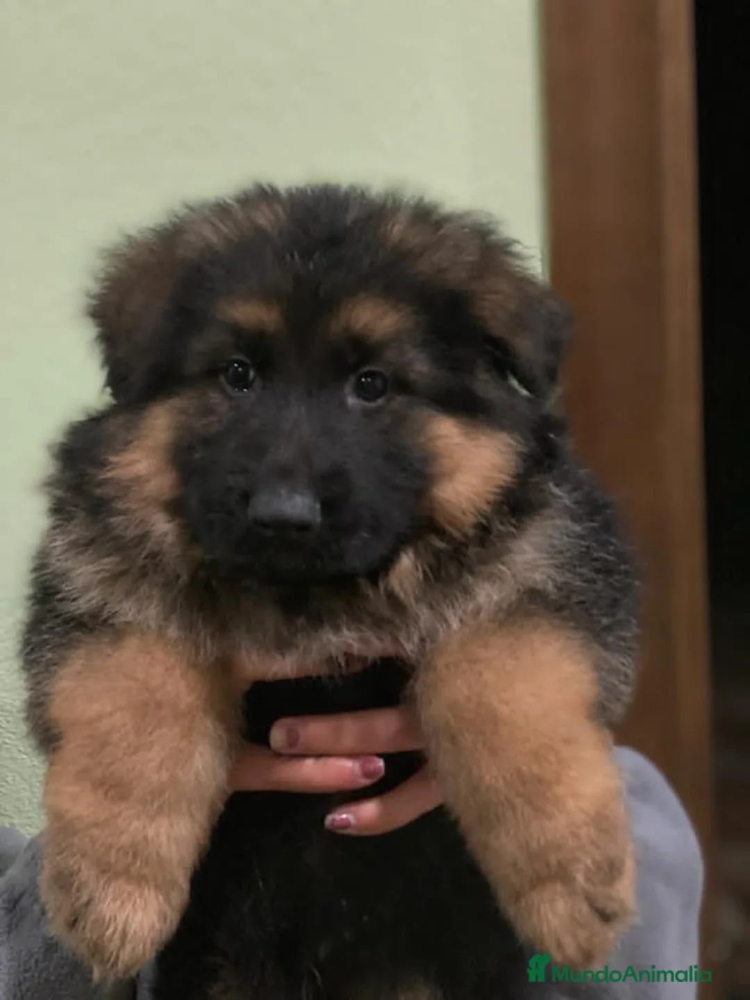 Pastor Alemán perros en venta: CACHORROS DE PASTOR ALEMÁN  - Anuncio 4