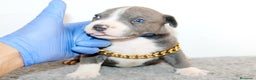 American Pit Bull Terrier perros en venta: American pitbull terrier de mucha calidad  - Anuncio 8