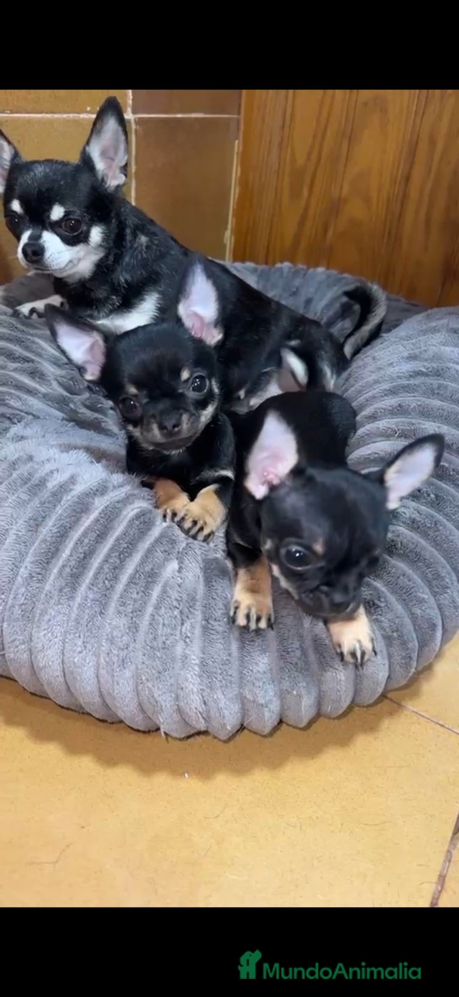 Chihuahua perros Chihuahuas toy disponible 🐶🐾 - Anuncio 1
