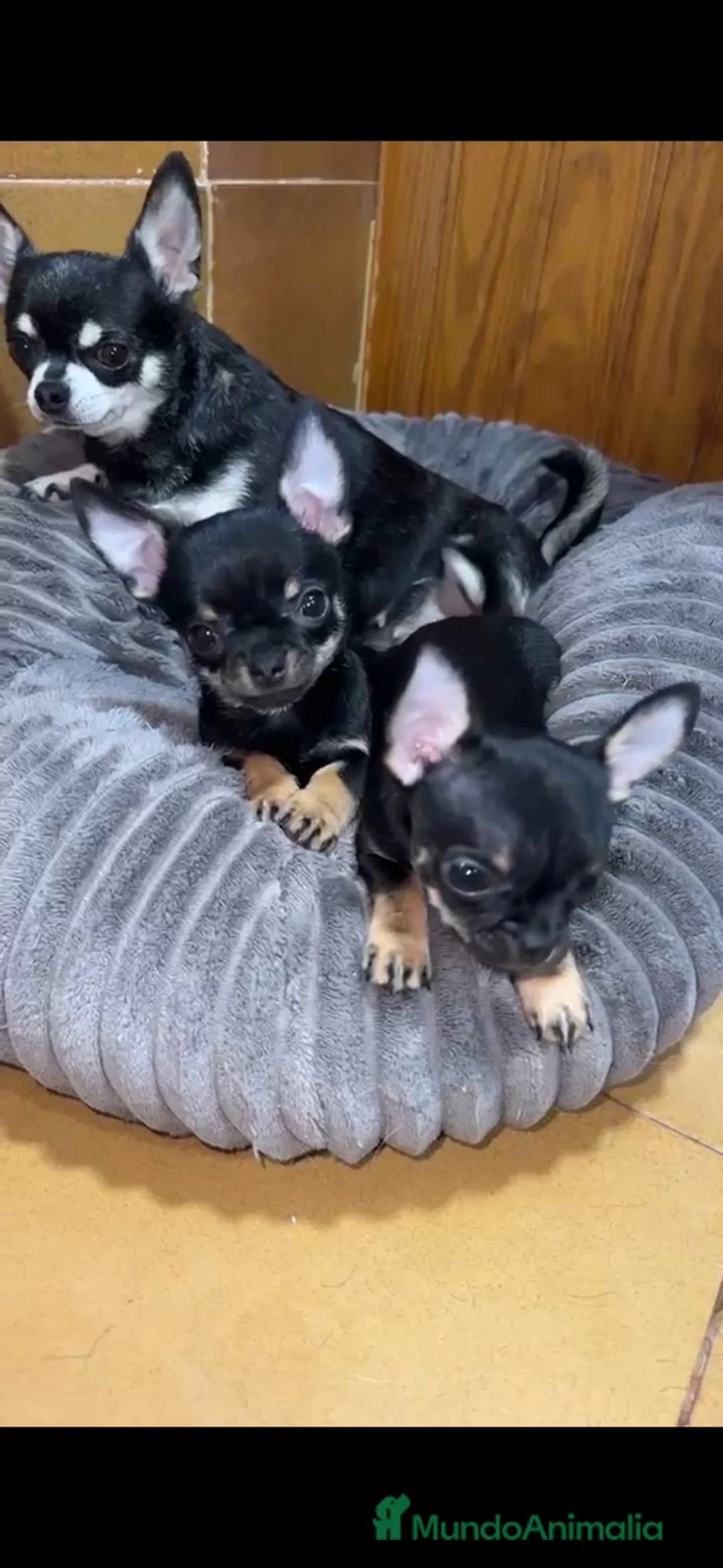 Chihuahua perros en venta: Chihuahuas toy disponible 🐶🐾 en Córdoba - Anuncio 1