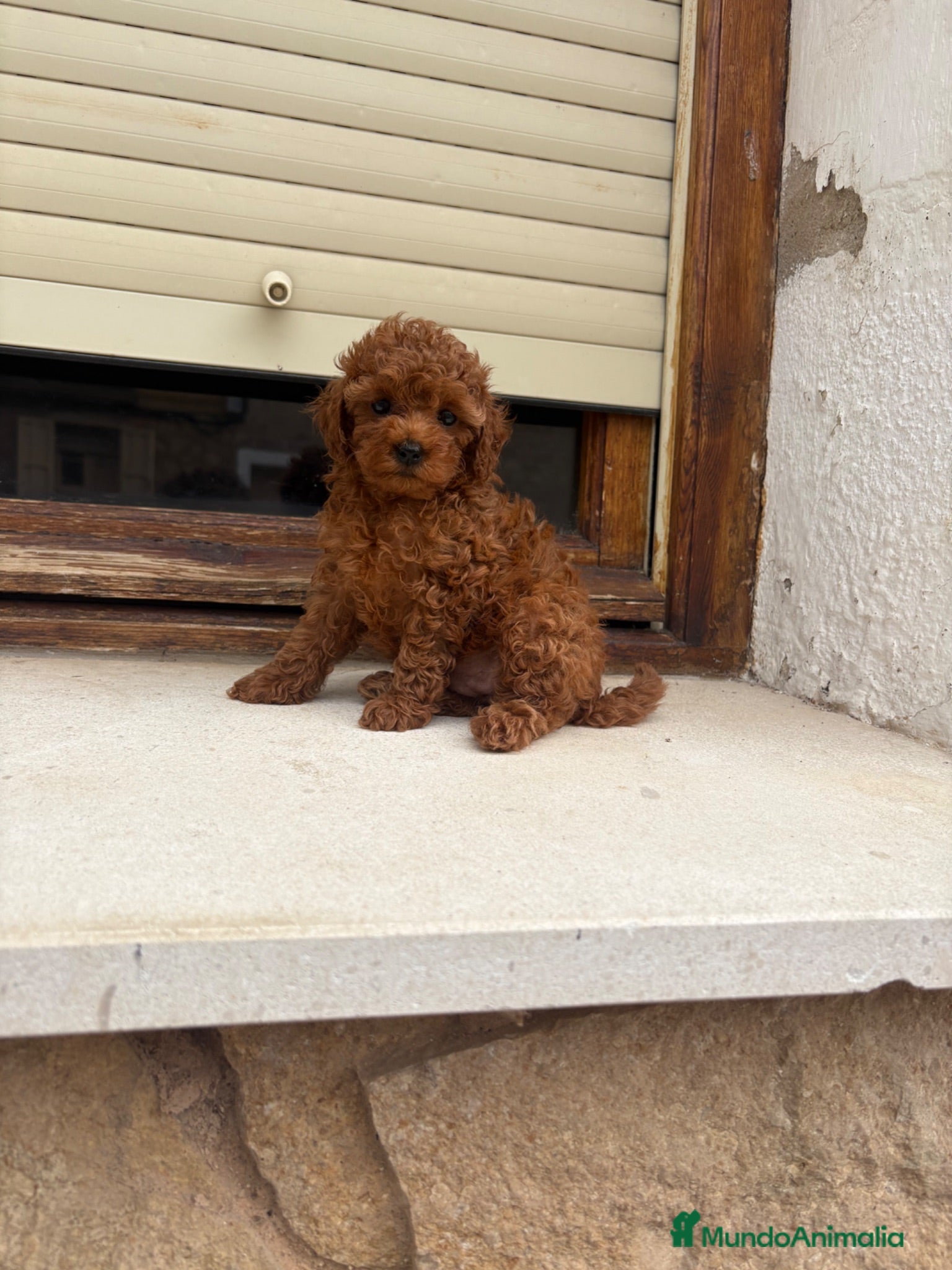 Caniche Toy perros Caniche Toy hembra  - Anuncio 2