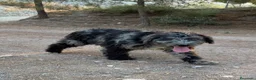 Perro de Agua Español perros en venta: PERRO DE AGUA ESPAÑOL - Anuncio 4