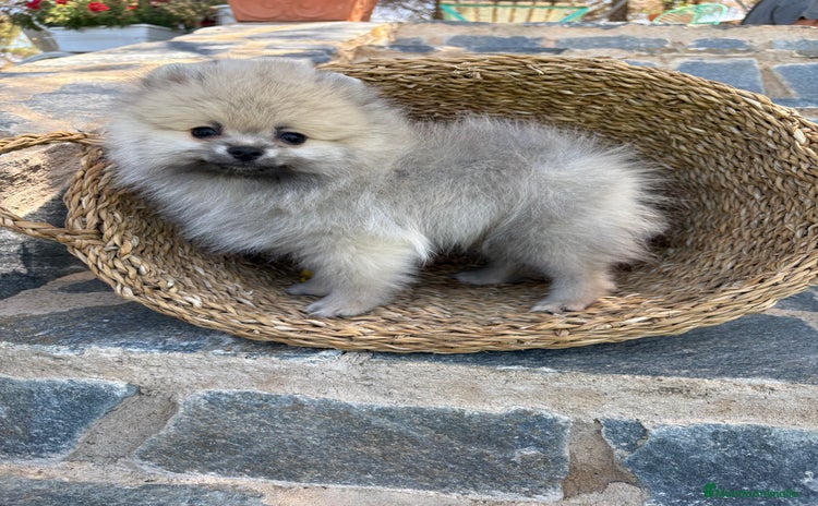 Pomerania perros - Propaganda 4