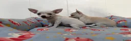 Chihuahua perros en venta: Cachorro chihuahua macho y hembra vainilla - Anuncio 2