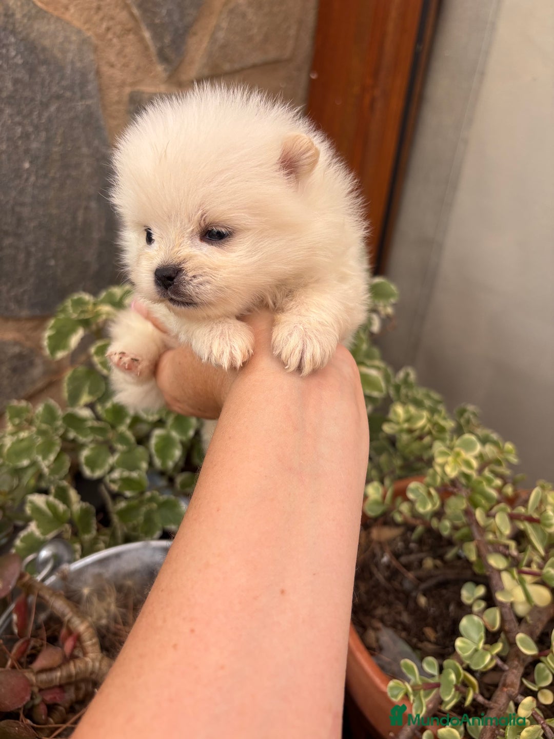 Pomerania perros en venta: Pomerania mini toy macho y hembra  - Imagen 2