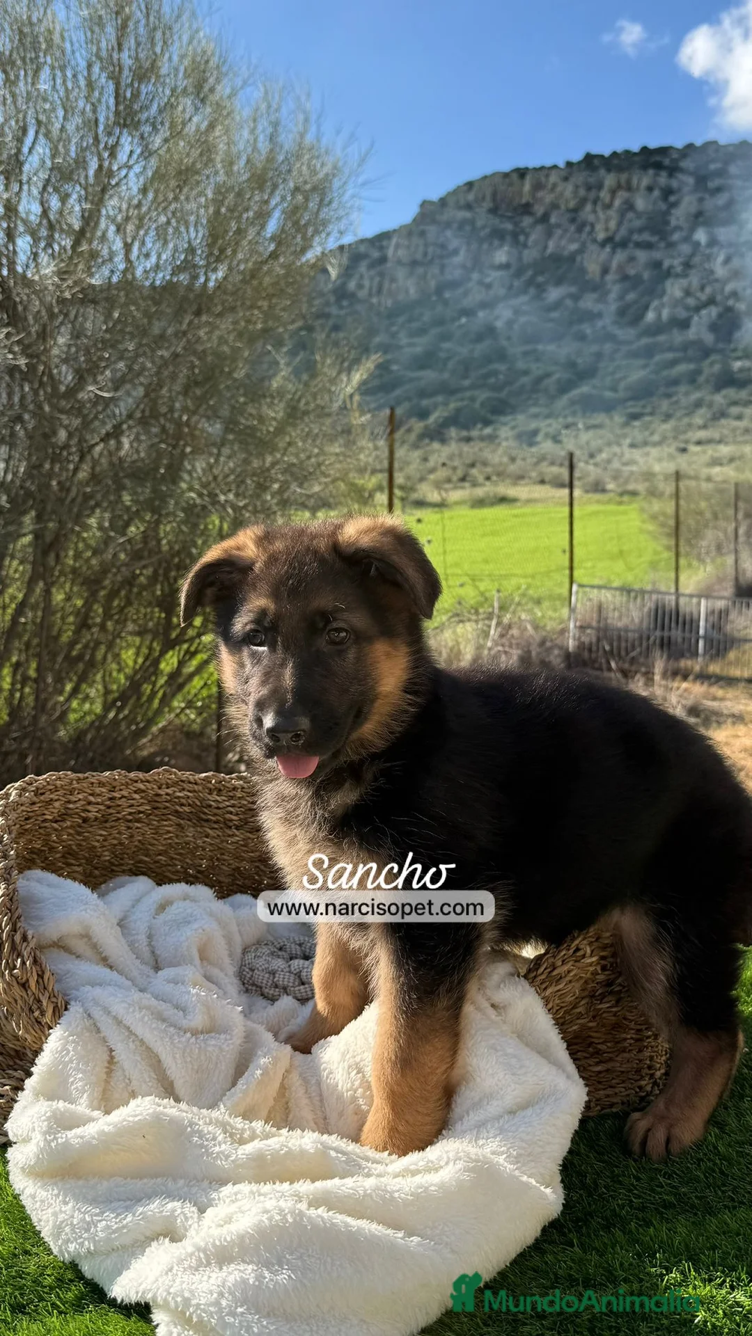 Pastor Alemán perros en venta: PASTOR ALEMAN CACHORRO - Anuncio 2