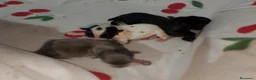 Pomchi perros en venta: Camada de pomchi con pomerania  - Anuncio 4