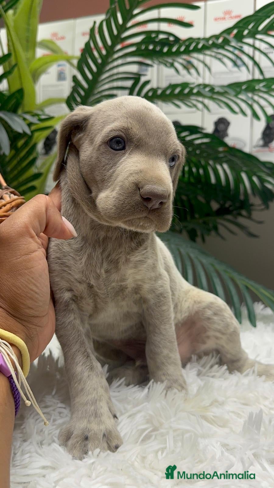 Braco Alemán de Pelo Corto perros en venta: BRACO ALEMAN - Anuncio 35
