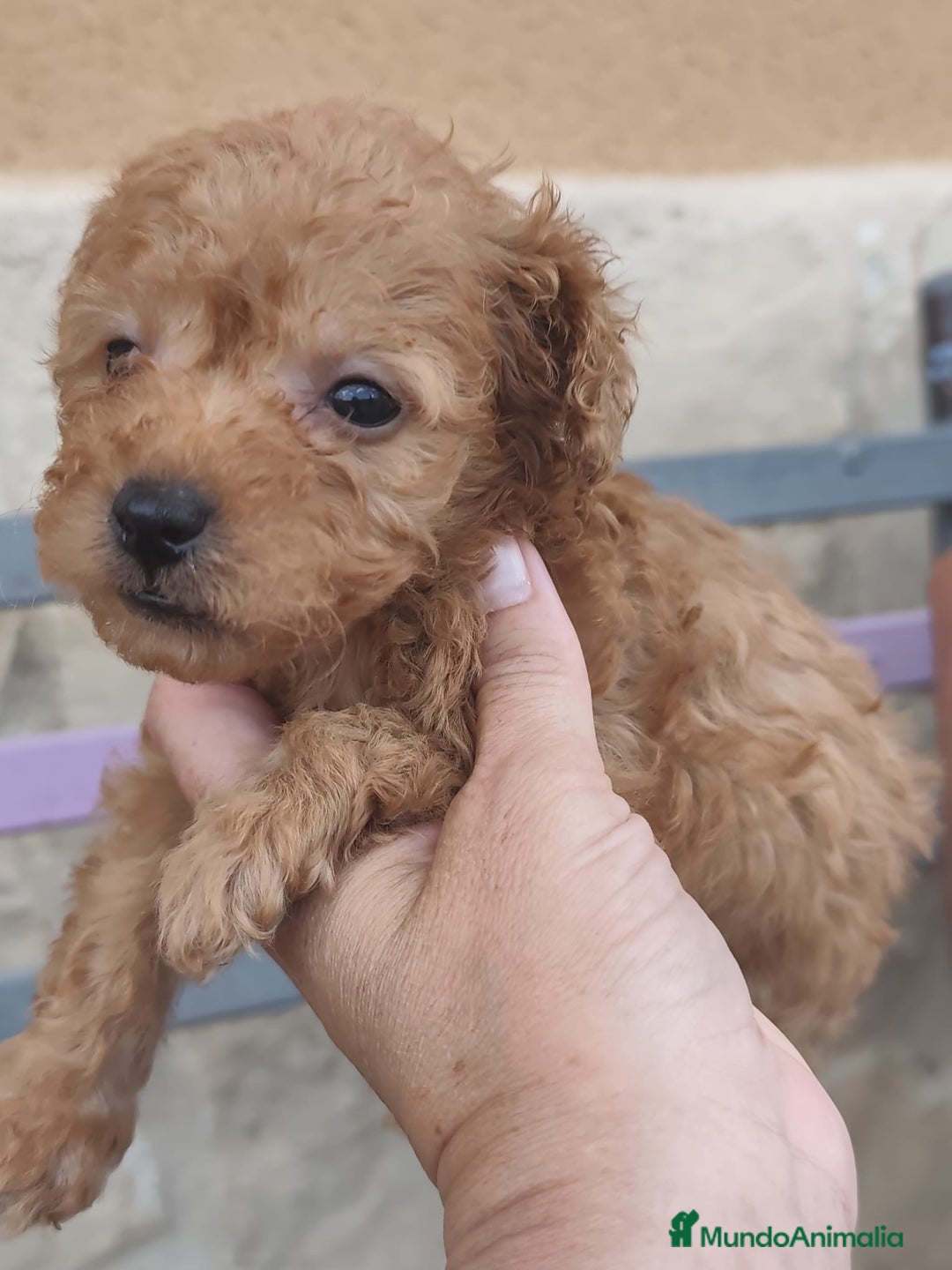 Caniche Toy perros en venta: Excelente camada de caniche apricot toy - Imagen 4