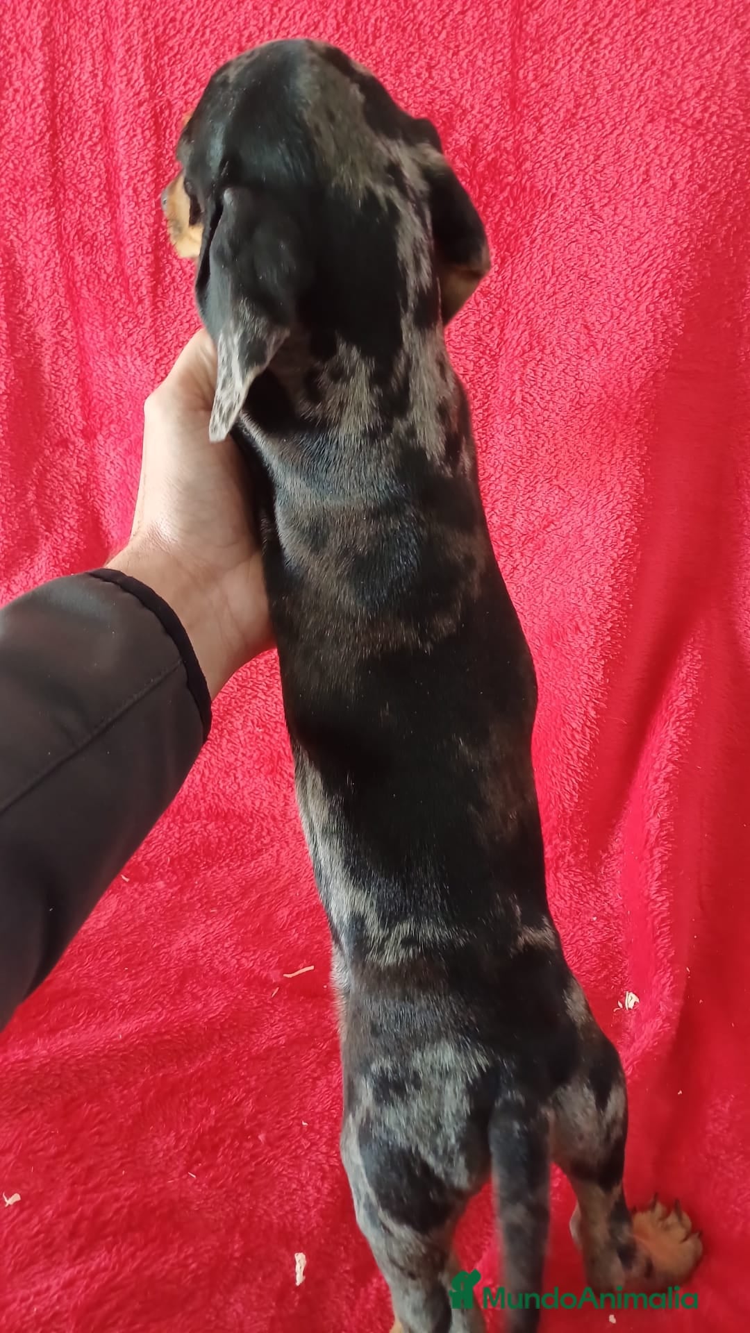 Teckel Miniatura perros en venta: Teckel Miniatura Arlequin  - Anuncio 3