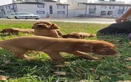 Setter Irlandés Rojo perros en venta: Sette Irlandés  - Imagen 2