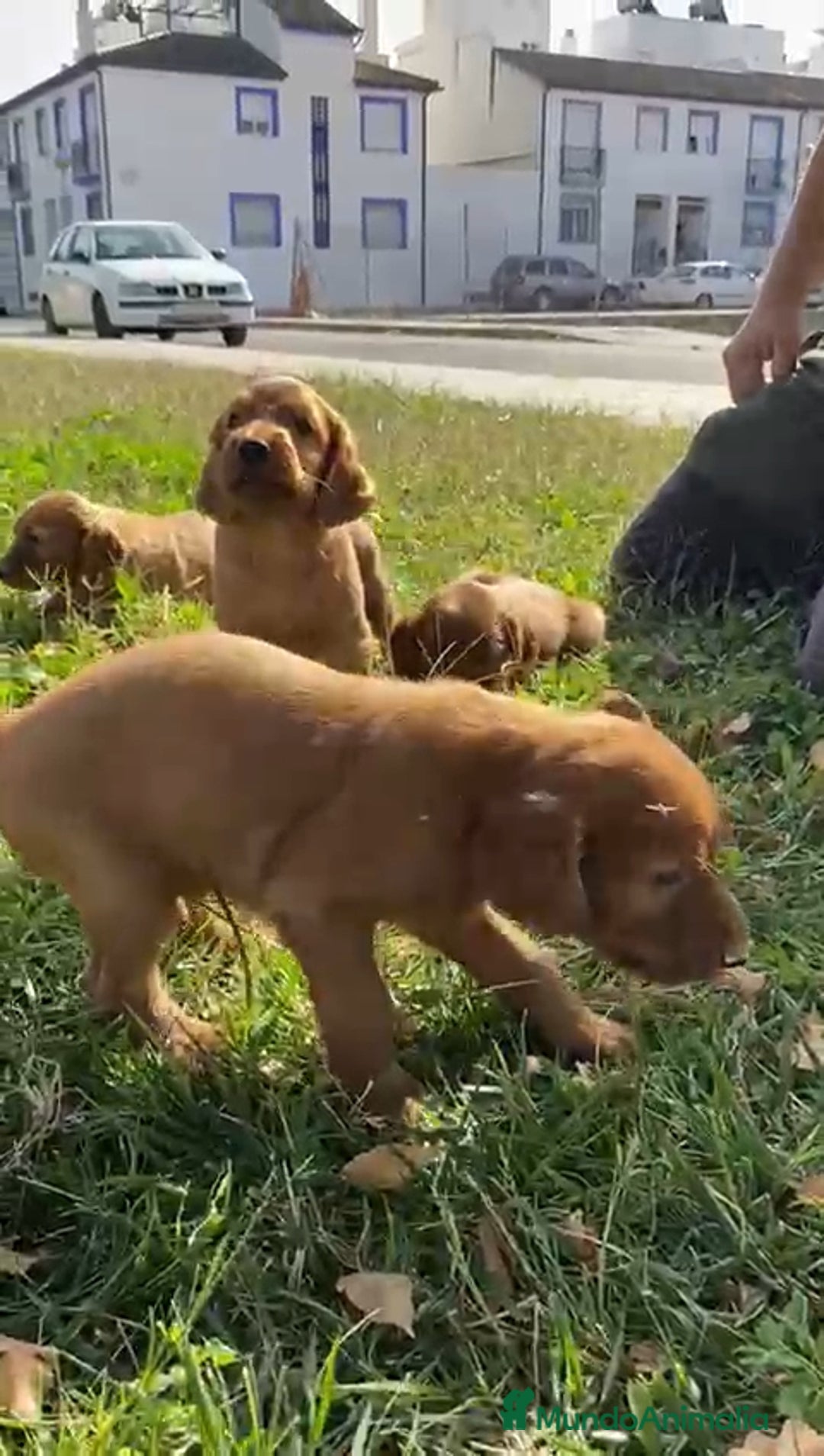 Setter Irlandés Rojo perros en venta: Sette Irlandés  - Imagen 2