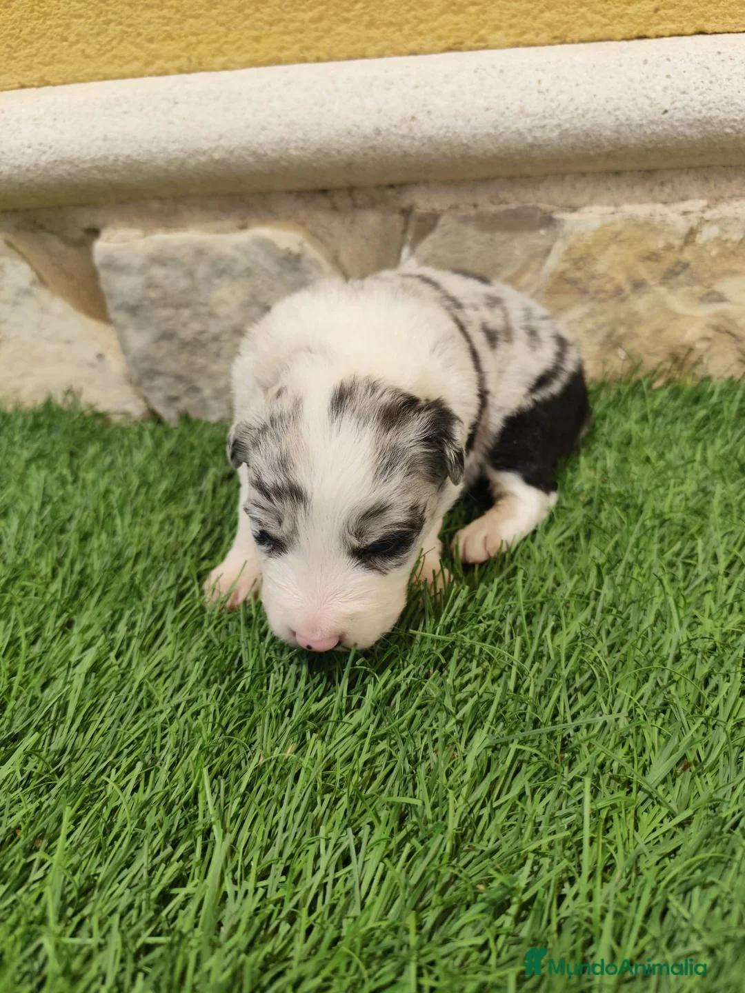 Border Collie perros en venta: Border collie merle choco en Valencia - Anuncio 1