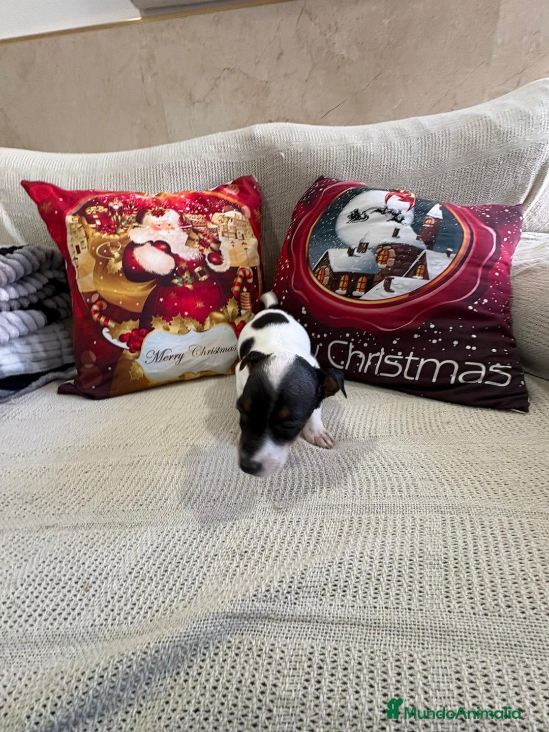 Jack Russell Terrier perros en venta: Jack Russell  - Anuncio 17