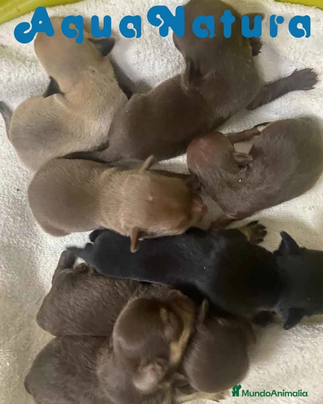 Chihuahua perros en venta: Camada Chihuahua de Gaga y Choc - Anuncio 6