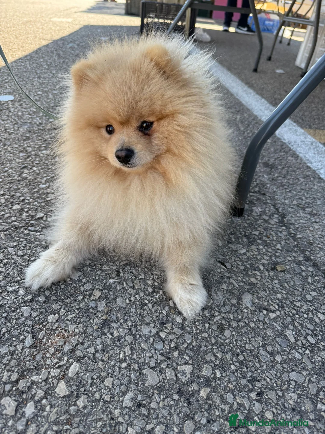 Pomerania perros en venta: Lulu pomerania en Sevilla - Anuncio 2
