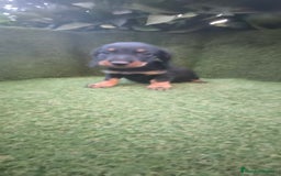 Teckel Miniatura perros en venta: teckel miniatura pelo basto arlequín y negro fuego - Imagen 5