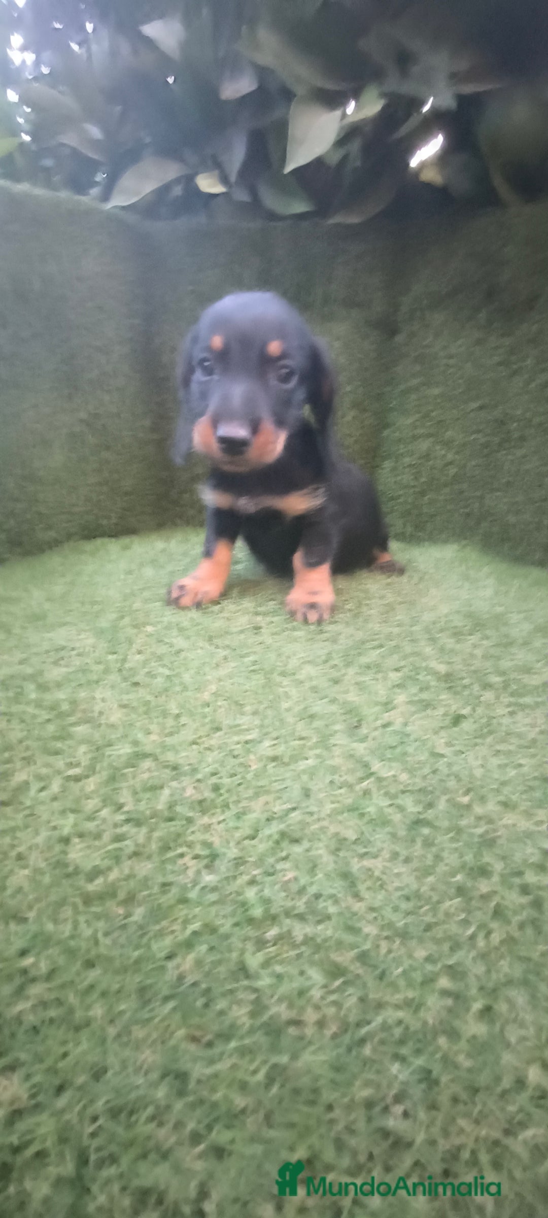 Teckel Miniatura perros en venta: teckel miniatura pelo basto arlequín y negro fuego - Imagen 5