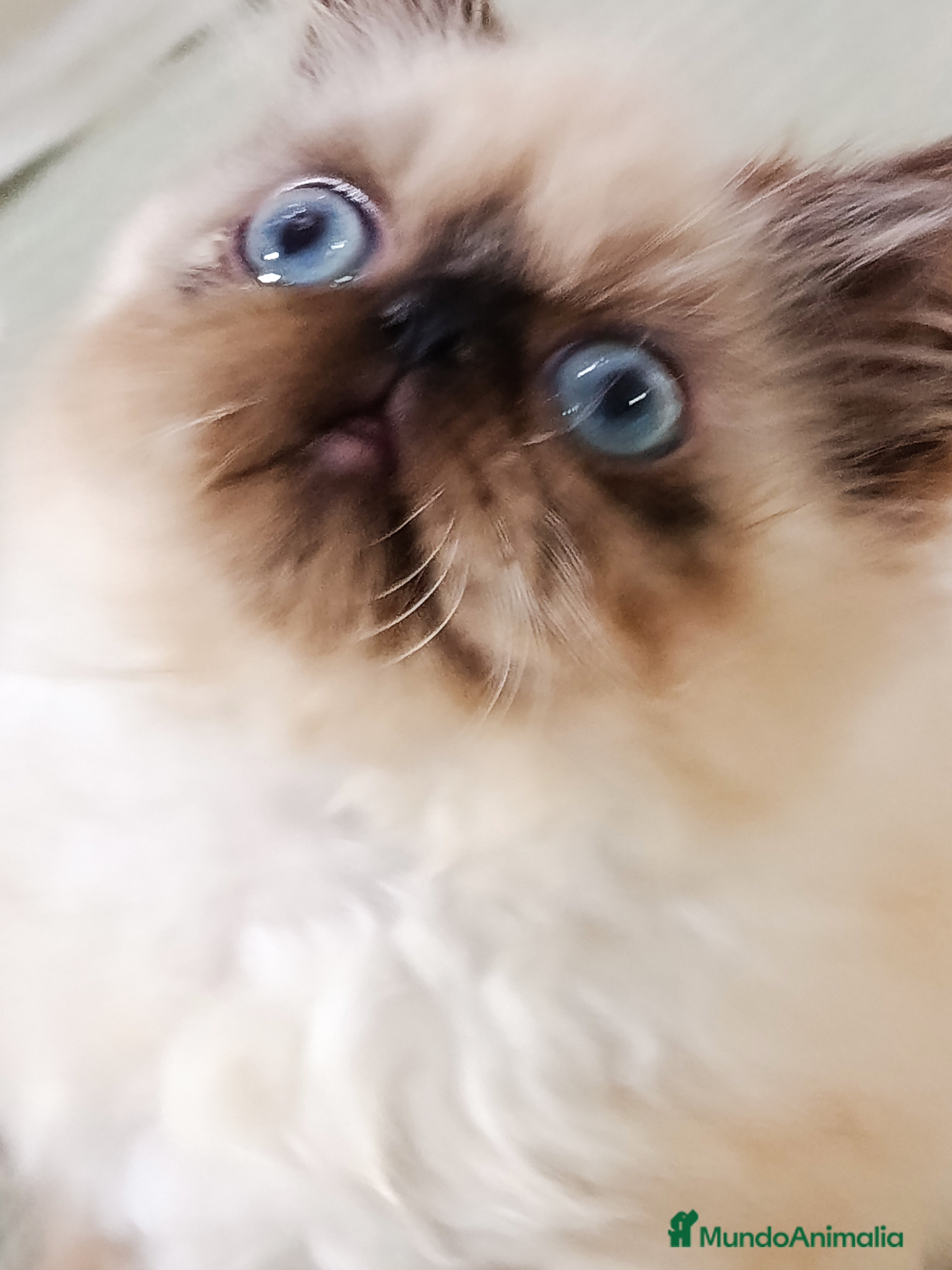 Himalayo gatos HEMBRITA PERSA HIMALAYO SEAL POINT - Anuncio 1