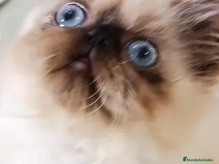 Himalayo gatos HEMBRITA PERSA HIMALAYO SEAL POINT - Anuncio 1