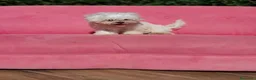 Bichón Maltés perros en venta: Bichon e - Anuncio 3