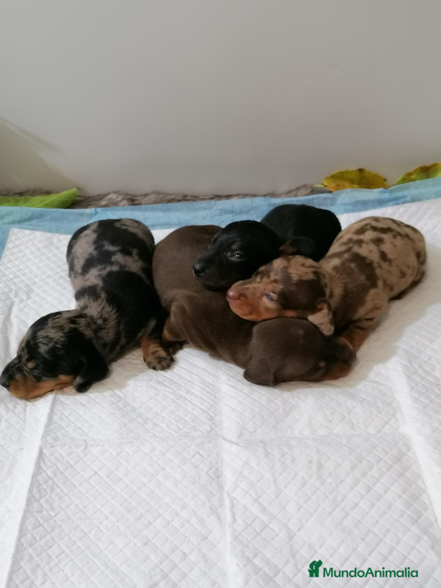 Teckel Miniatura perros Teckel mini  - Anuncio 1