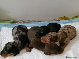 Teckel Miniatura perros Teckel mini - Anuncio 1