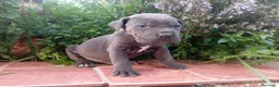 Cane Corso perros en venta: CANE CORSO BLUE - Anuncio 3