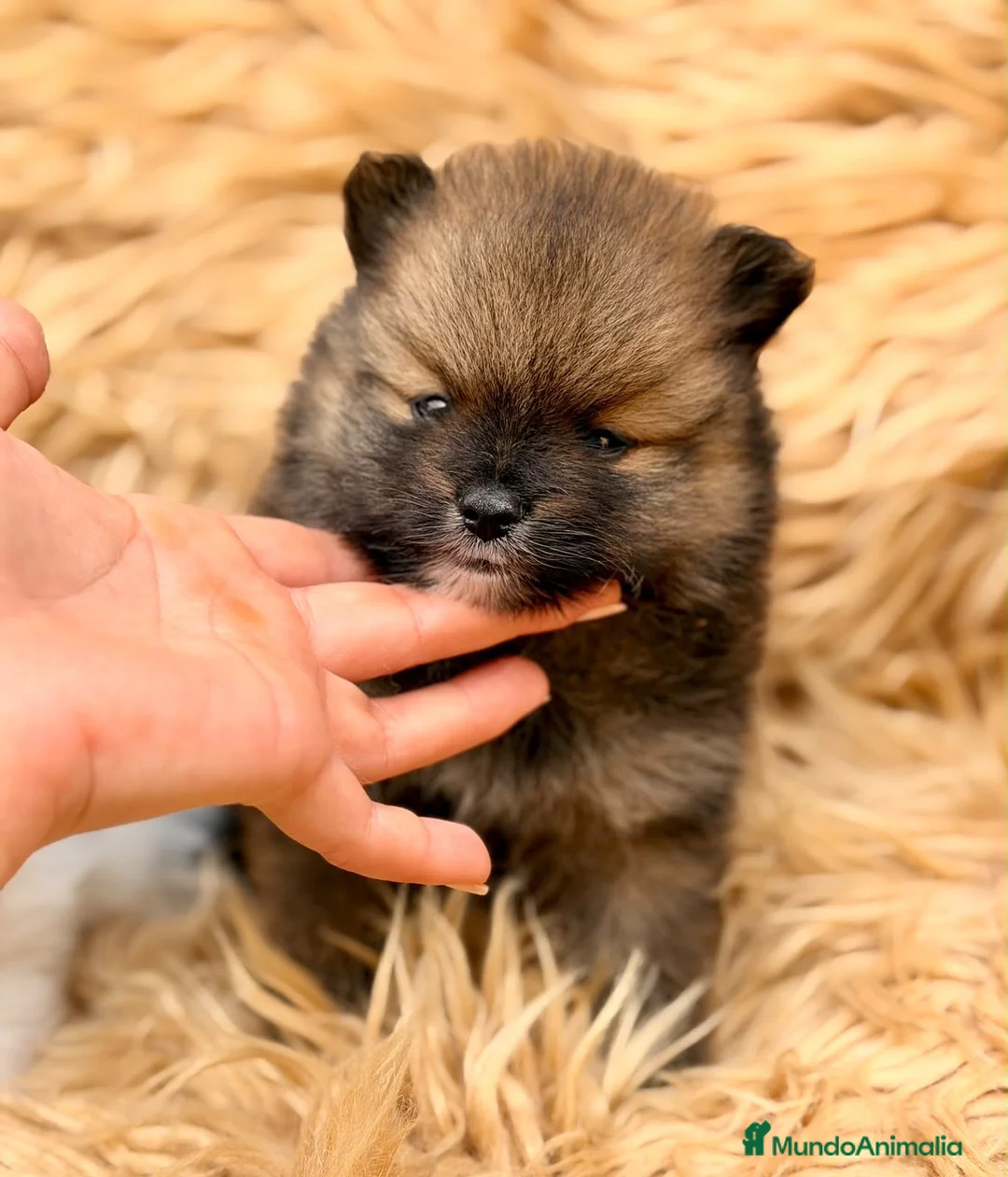 Pomerania perros en venta: Macho pomerania🐾 - Anuncio 2