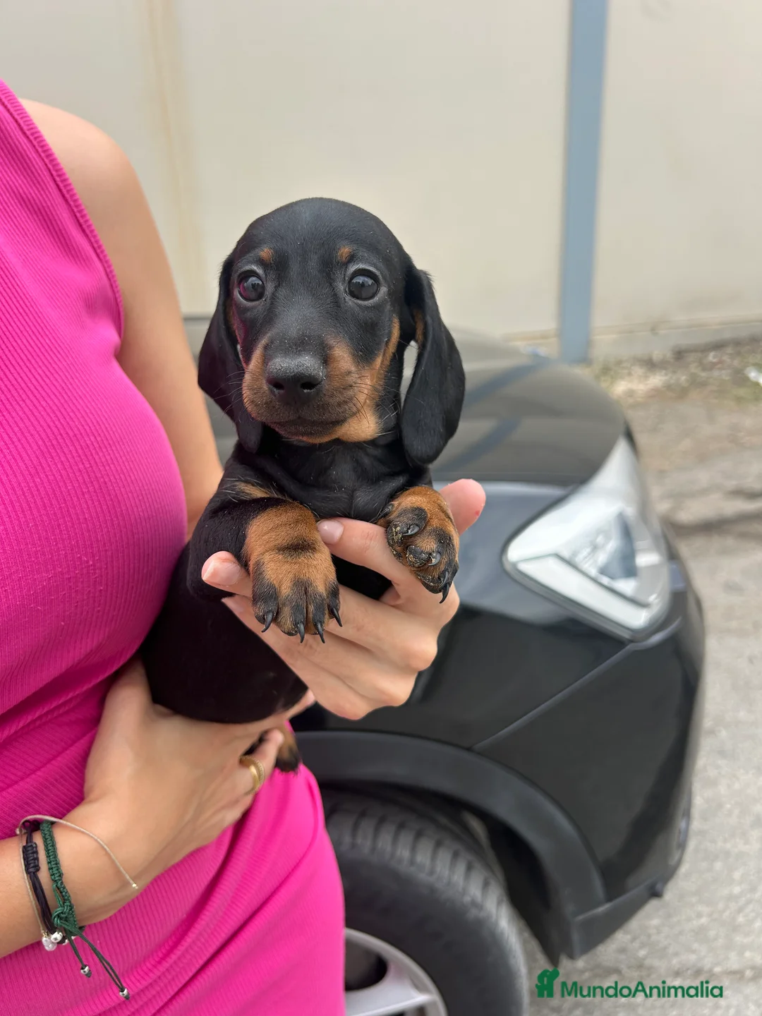 Teckel Miniatura perros en venta: teckel mini  - Anuncio 7