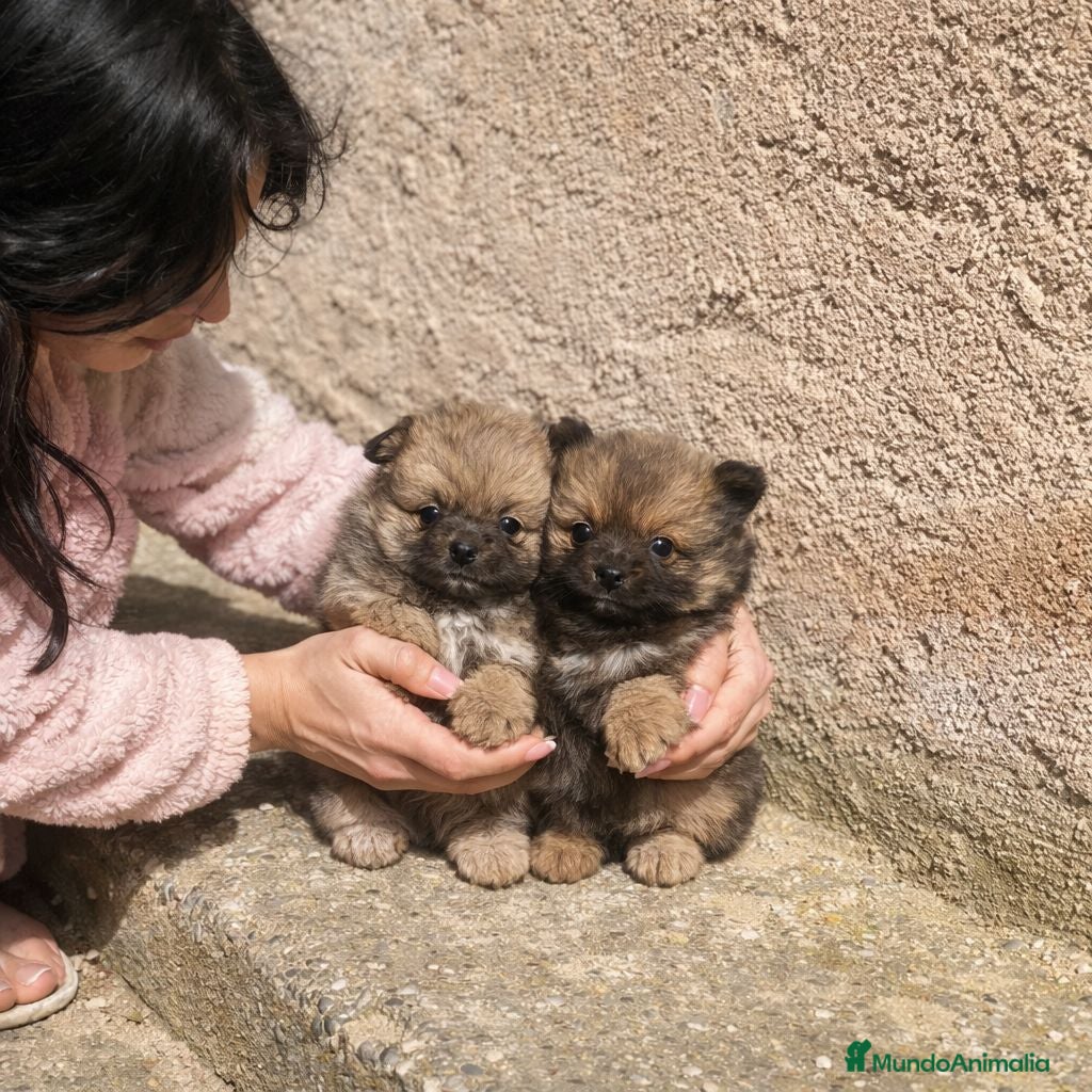 Pomerania perros Pomeranias mini peluches - Anuncio 1