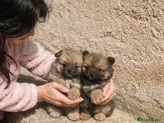 Pomerania perros Pomeranias mini peluches - Anuncio 8