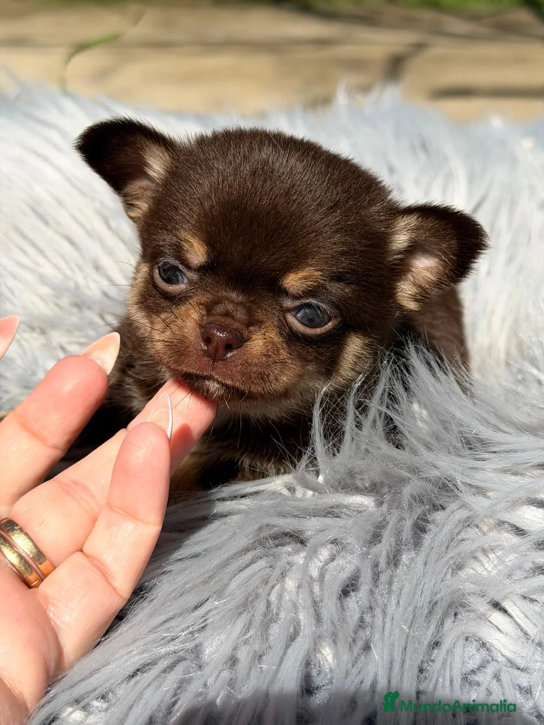 Chihuahua perros en venta: CHIHUAHUA MINI TOY LÍNEA RUSA - Anuncio 6