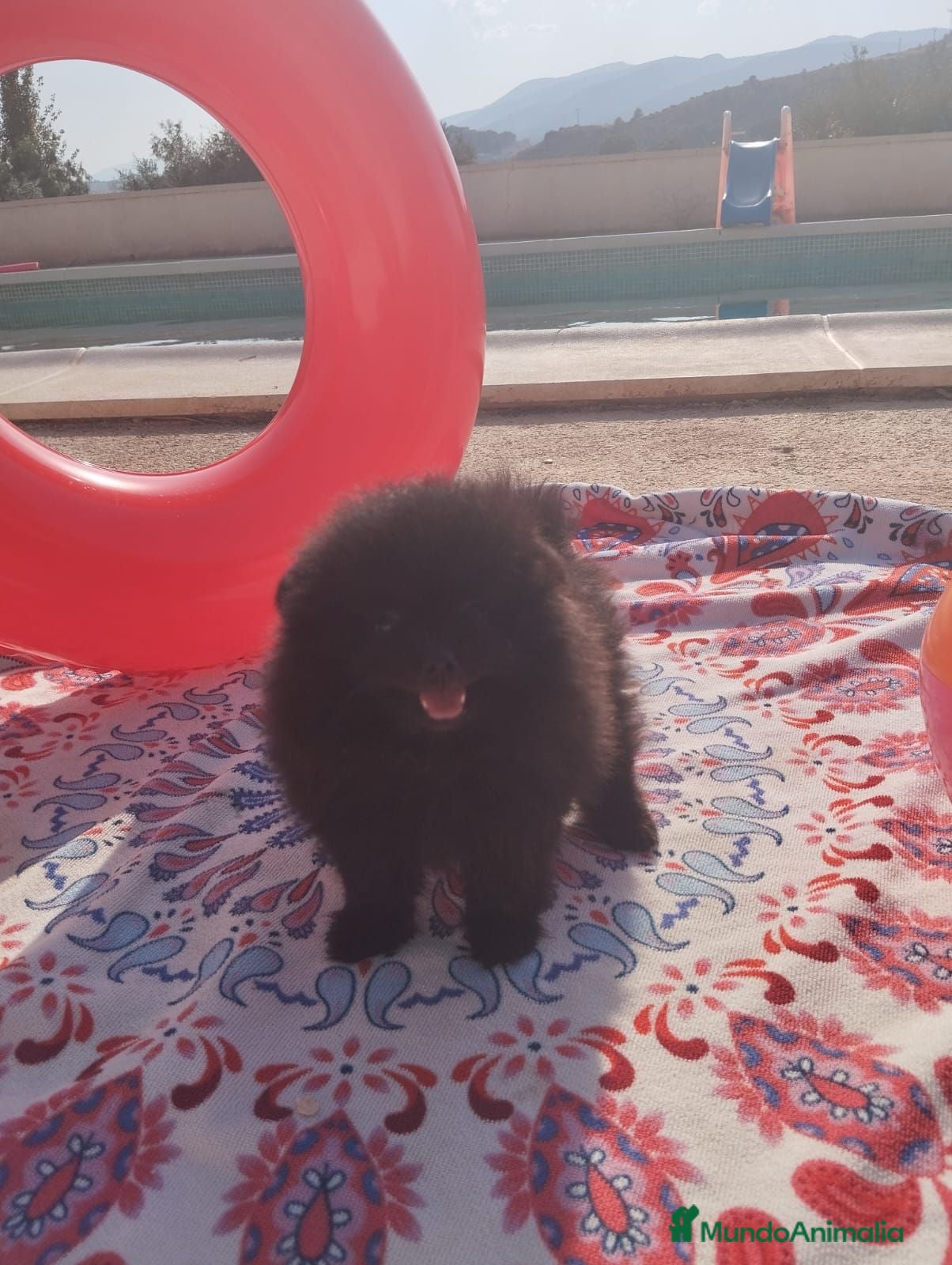 Pomerania perros Pomerania Toy - Anuncio 2
